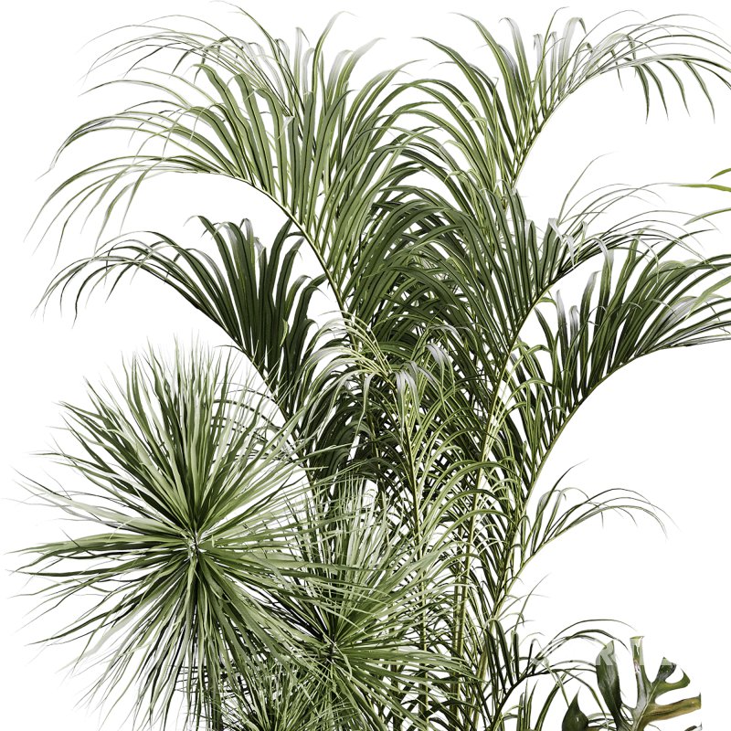 indoor plants 107 – plant collections in pot Image 1