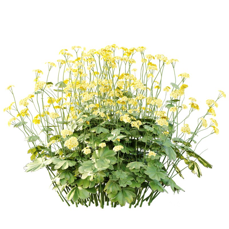 Alchemilla mollis flower Plant 01 Image 3