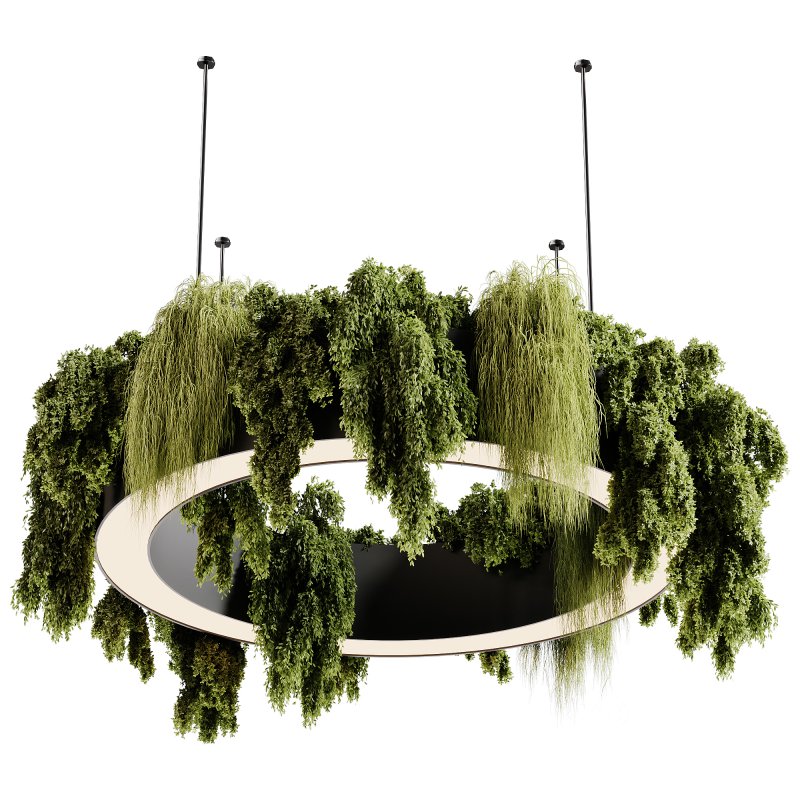 indoor plants 92- Hanging indoor plant Image 6