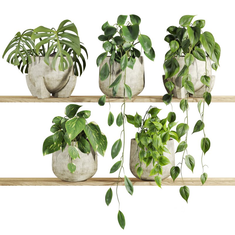 plants set on shelf Image 1