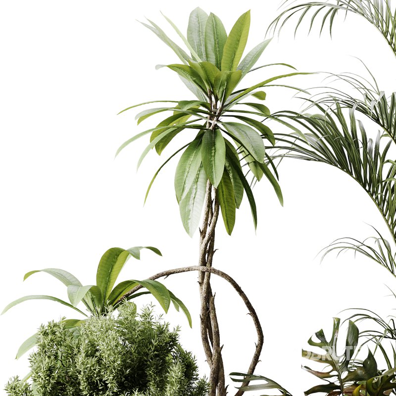 indoor plants 107 – plant collections in pot Image 4