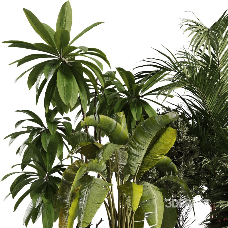 Indoor Plants collection – 72 Plants in pot Image 5