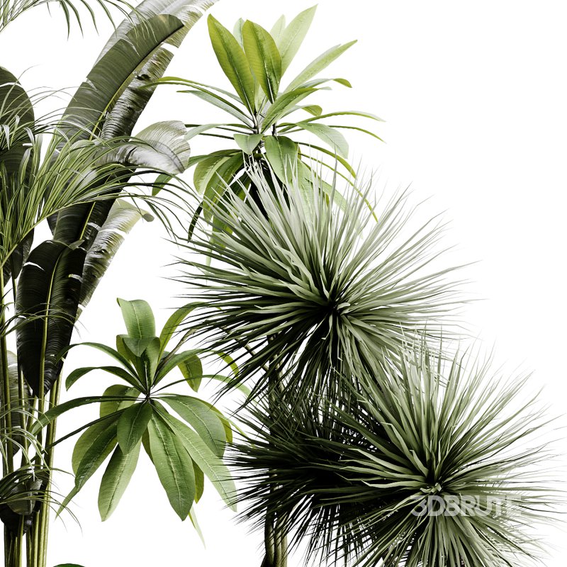 indoor plants 124 – plant collections in pot Image 2