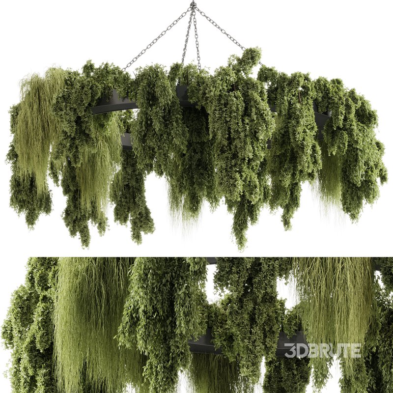 indoor plants 116 – Hanging indoor plant Image 5