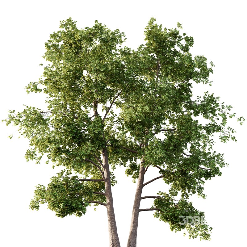 Alder Tree 03 Image 4