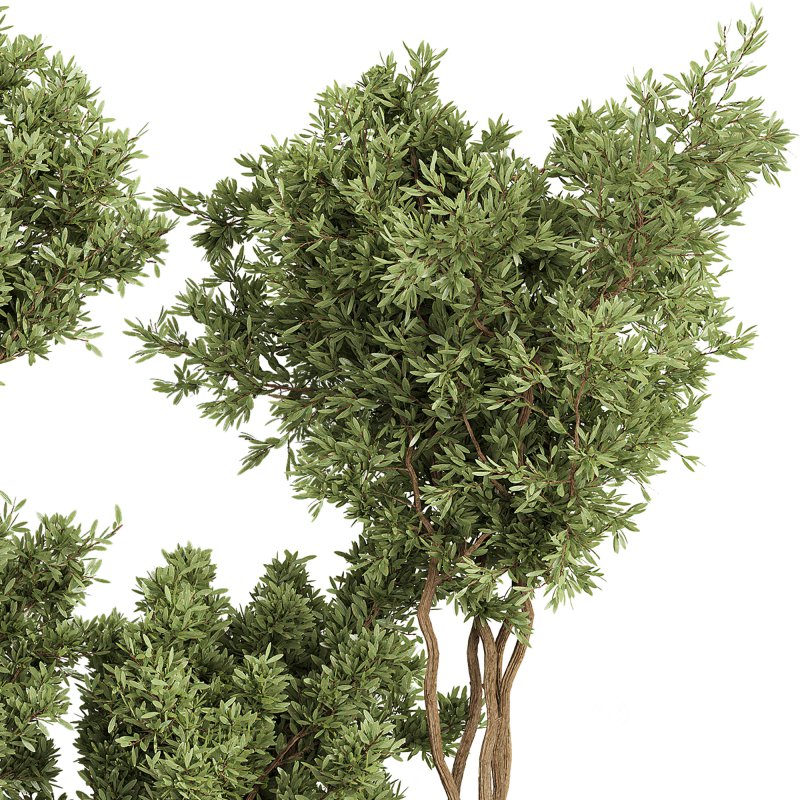 Indoor Collection plants 05 Image 5