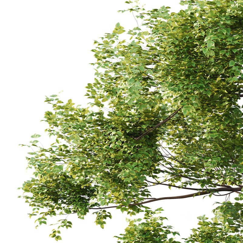 Alder Tree 05 Image 4