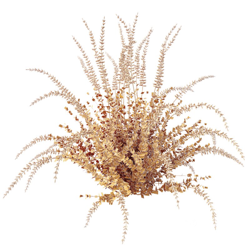 AV Plant Calluna Vulgaris Helena Summer Broom Heather Garden Girls03 Image 3