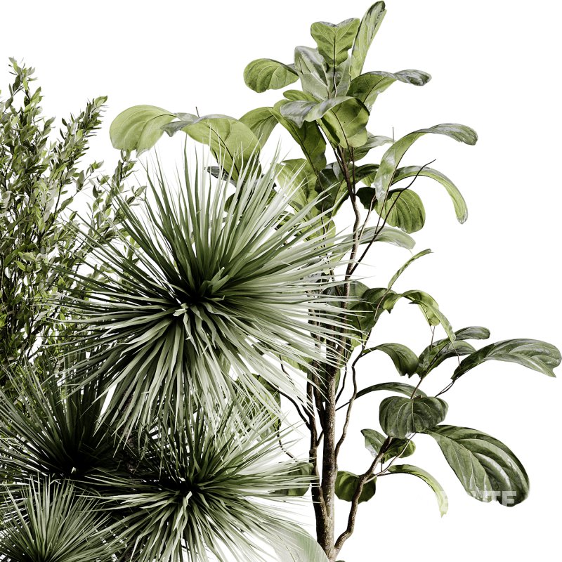 indoor plants 119 – plant collections in pot Image 3