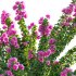 Bougainvillea – Paper Flower 01 - Thumbnail 3