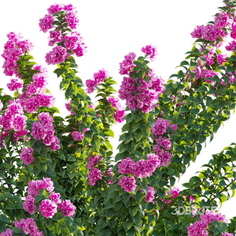 Bougainvillea – Paper Flower 01 Image 3