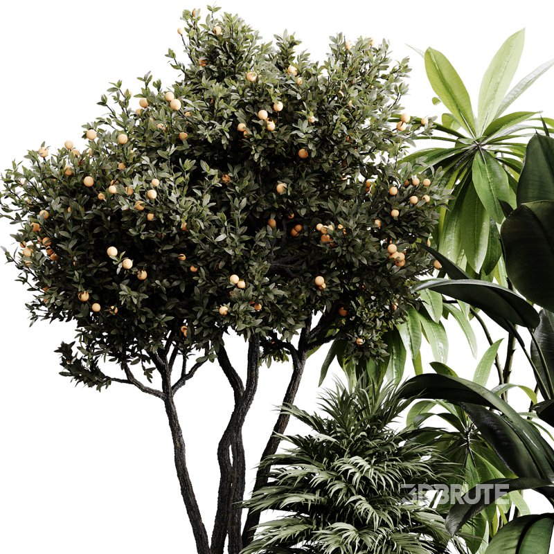 indoor plants 118 – plant collections in pot Image 2