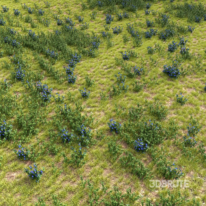 meadow (spring) Image 5
