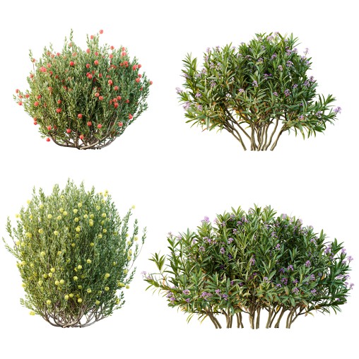 AV Spring flowering shrubs Nerium Rose Pink and Ixora Jasmine Coccinea Red Yellow