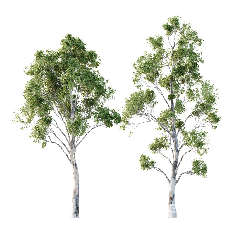 Sydney Blue Gum Tree 06 Image 2