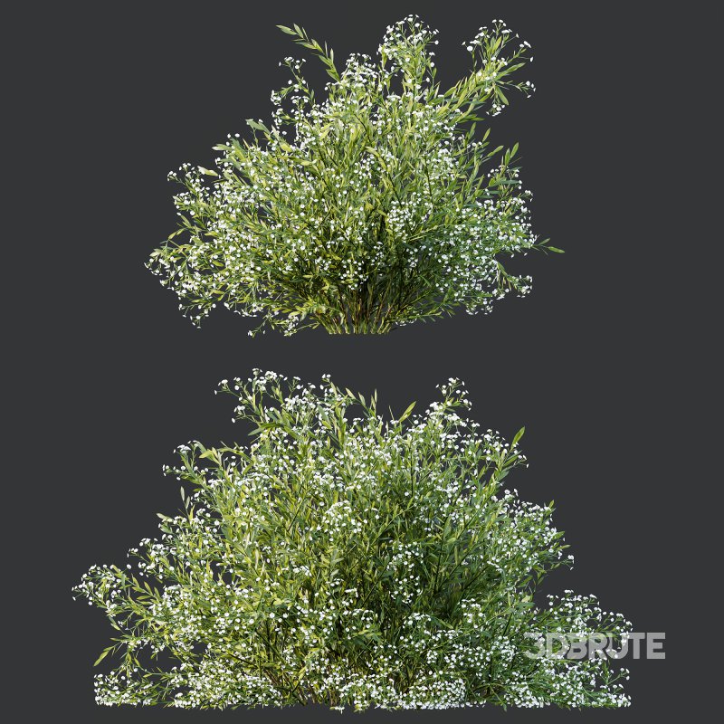 ntal landscapes, where they are prized for year-round texture and subtle seasonal shifts in leaf color. Image 7