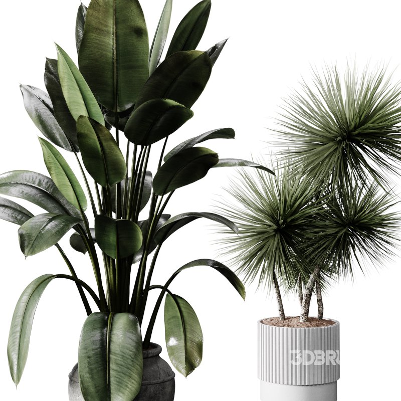 indoor plants 114 – plant collections in pot Image 1