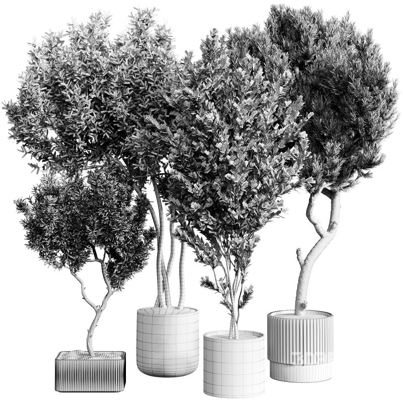 indoor plants 112 – plant collections in pot Image 5