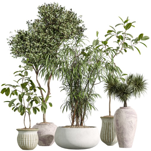 AV Indoor Plants Set 270 Japandi Ficus Dracaena Marginata and Yucca Aloifolia Rostrata and Olive Tree