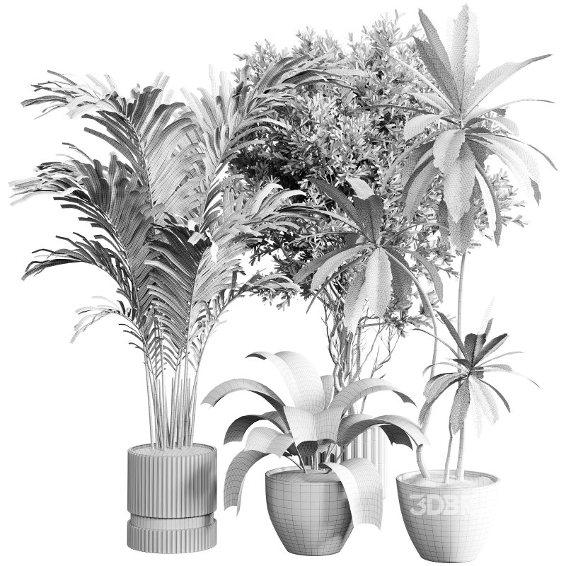 indoor plants 117 – plant collections in pot Image 3