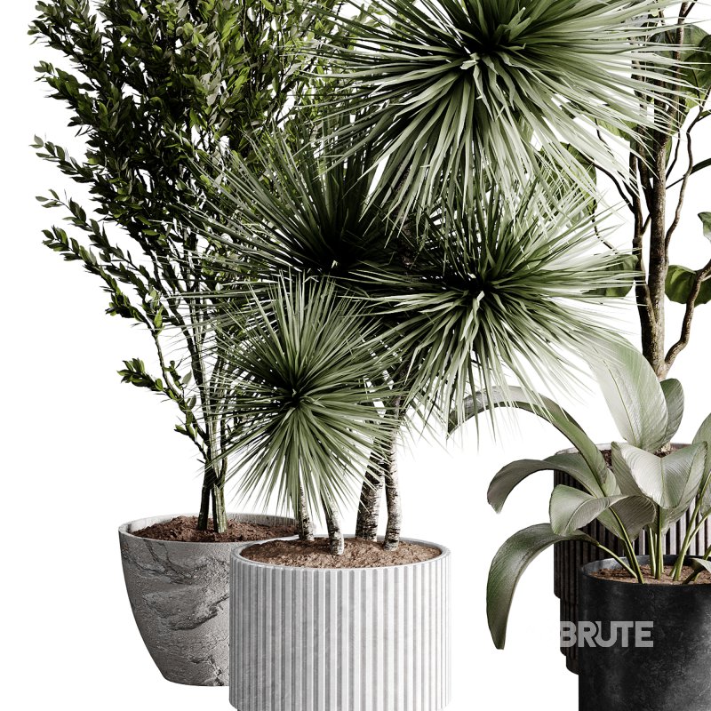 indoor plants 119 – plant collections in pot Image 1