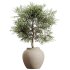 AV Indoor Plants Set 269 Ficus Microcarpa Moclame and Olive Elegant and Japandi Ficus Dracaena Marginata - Thumbnail 4