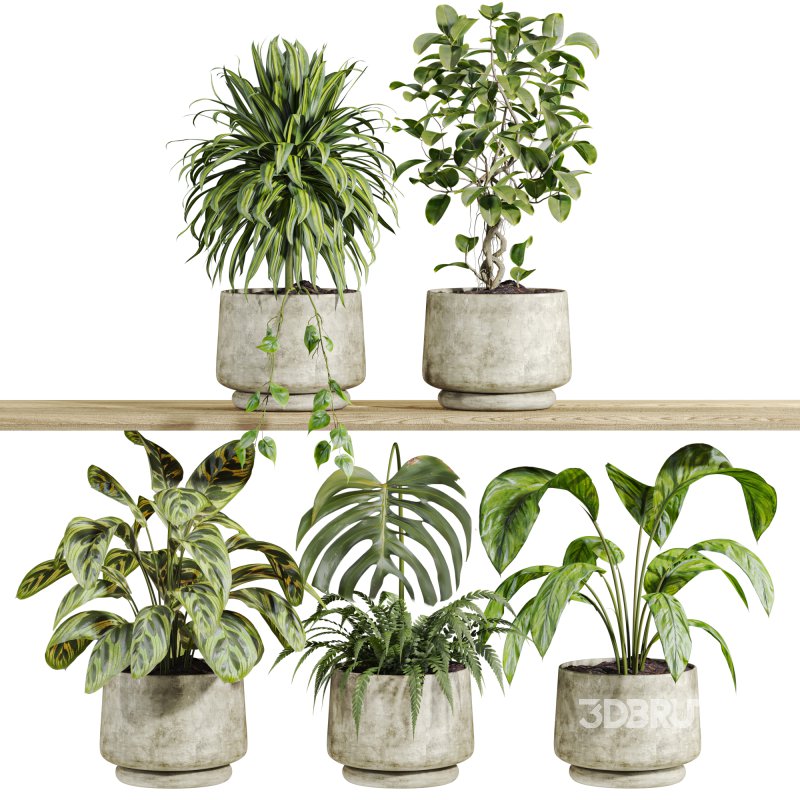 plants set on shelf Image 1