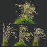 ntal grass set combines two iconic and highly architectural species known for their graceful movement and seasonal texture. - Thumbnail 4