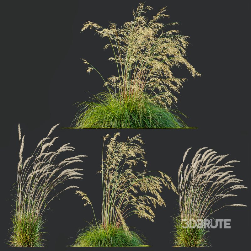 ntal grass set combines two iconic and highly architectural species known for their graceful movement and seasonal texture. Image 4