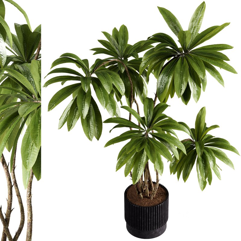 indoor plants – 45 plant in pot Image 3