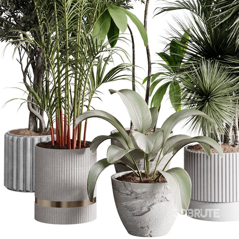 indoor plants 113 – plant collections in pot Image 4