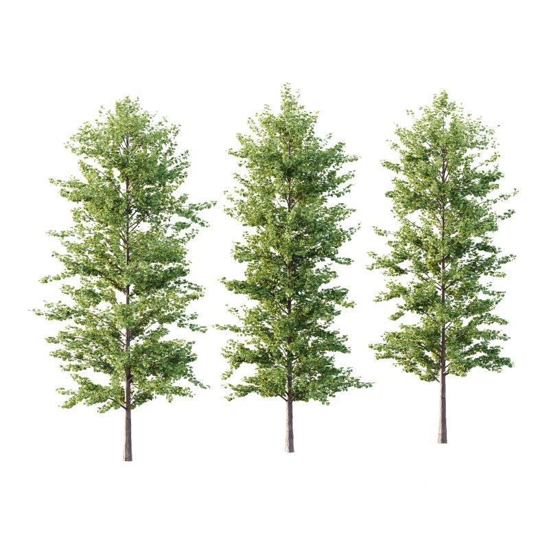 Maidenhair Ginkgo Biloba Tree 03 Image 1