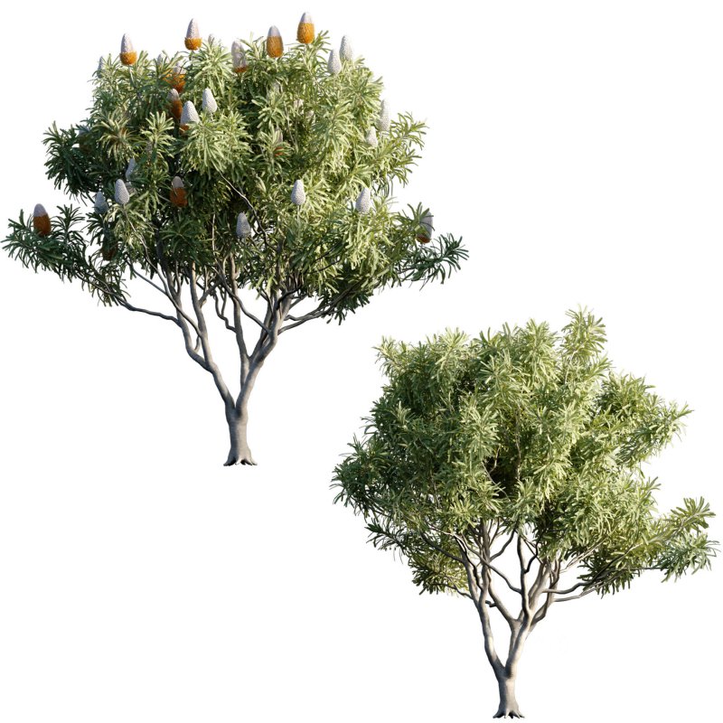 Banksia prionotes – Acorn banksia 01 Image 2