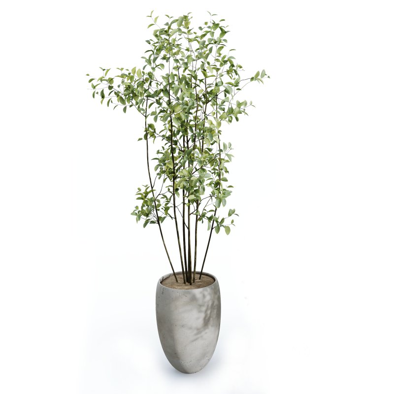 AV Indoor Plants Set 251 Olive Eucalyptus Japandi Ficus Banana Strelitzia Peace Lily Image 5