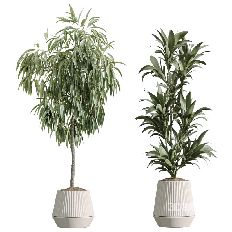 AV Indoor Plants Set 252 Ficus Microcarpa Zamiifolia Binnendijkii Warneckii Lemon Lime Image 8
