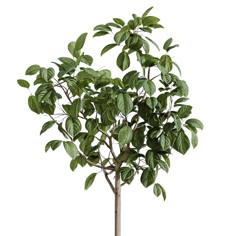 AV Indoor Plants Set 262 Japandi Ficus Dracaena Marginata and Areca Majesty Cat Reed Palm Image 4