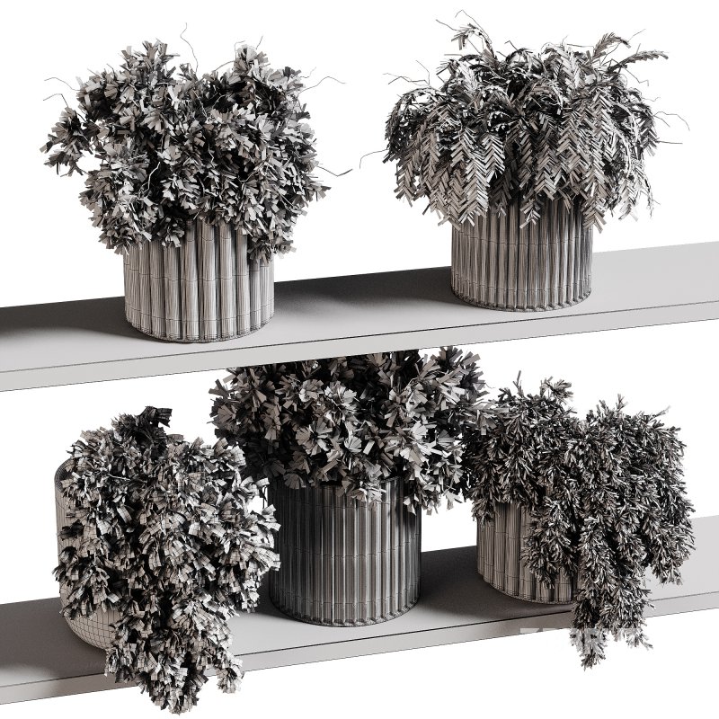 indoor plants 97- Hanging indoor plant Image 4