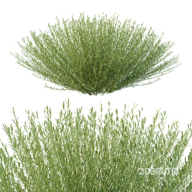 plant bush Lavandula pedunculata 03 Image 6