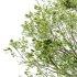 Acer Pseudoplatanus spring trees 03 - Thumbnail 4