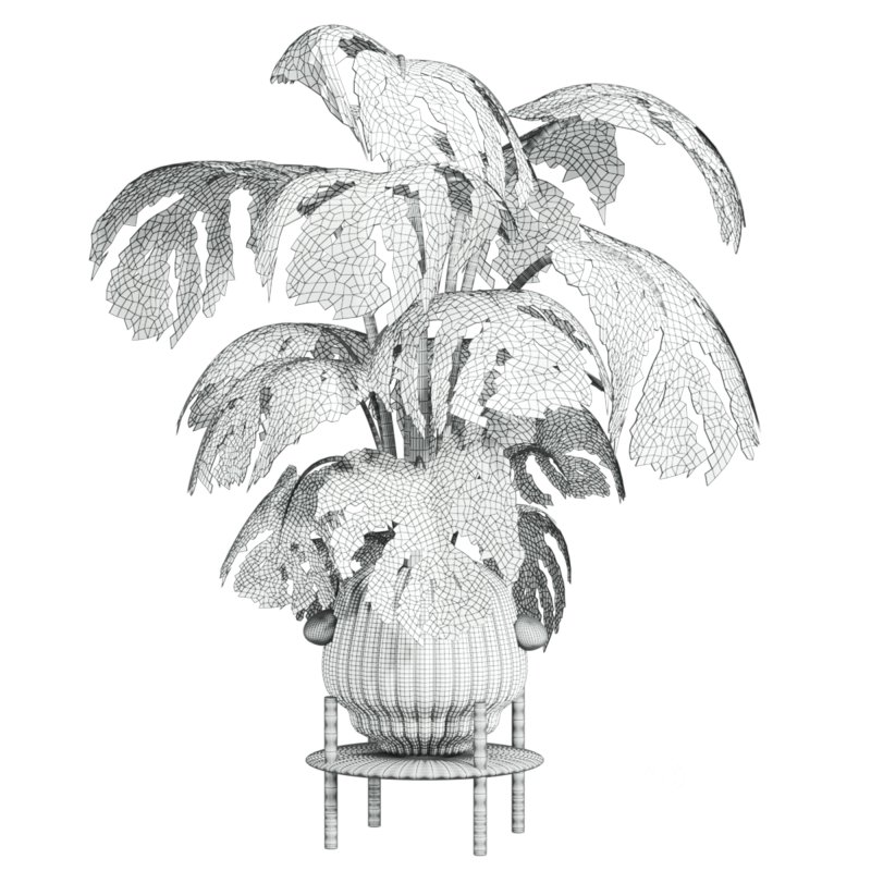 monstera plant Image 4