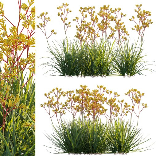 Anigozanthos flavidus – Kangaroo Paw 02