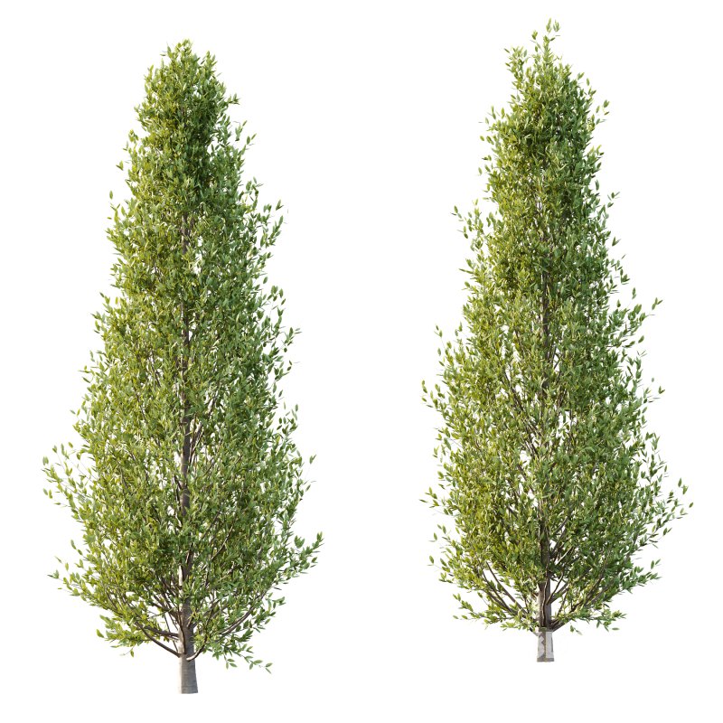 Fagus Grandifolia Tree 02