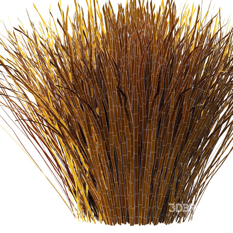 Carex Elata Aurea Grass 01 Image 7
