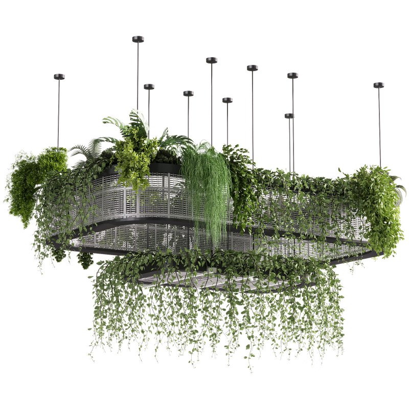 indoor plants – 62 Hanging indoor plant Image 5