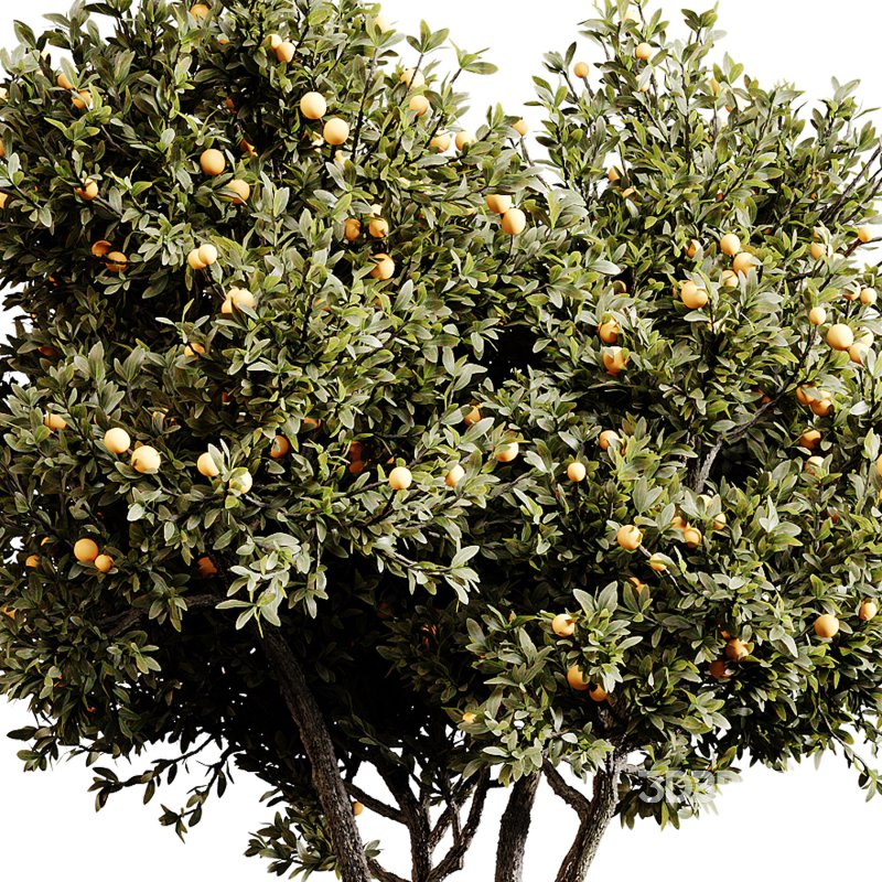 Indoor plants 80 – Plant in pot Image 6