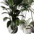 indoor plants 108 – plant collections in pot - Thumbnail 1