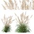 ntal grasses—**Celtica gigantea** (Golden Oats Grass) and **Nassella tenuissima** (Mexican Feather Grass)—curated for naturalistic, windswept landscapes and high-end 3D visualizations. - Thumbnail 6
