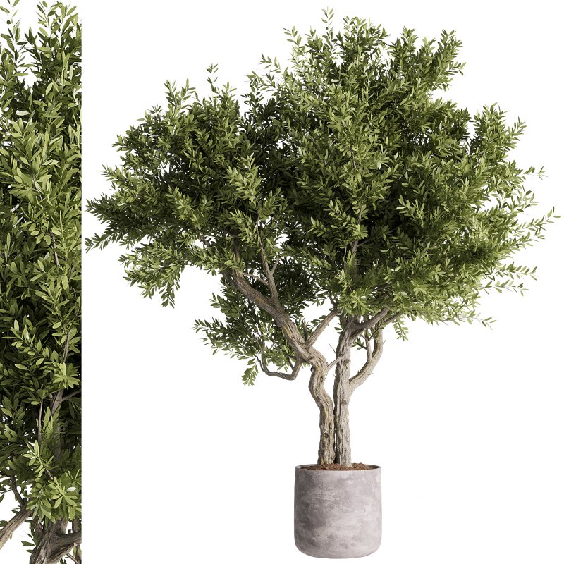 indoor plants – 46 plant in pot Image 2