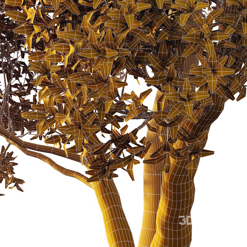 Sydney Blue Gum Tree 07 Image 2