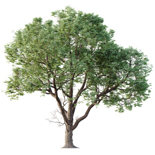 AV Plants Celtis laevigata Sugarberry Hackberry03